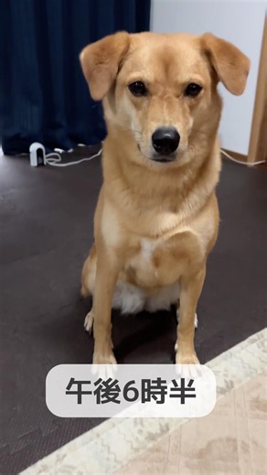 おはぎがお母ちゃんを選んだ理由は❓# #保護犬と暮らす #雑種犬