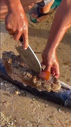 How to Clean a Sea Cucumber (Guts Out!) 🔪