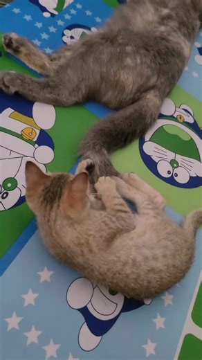 Video của Quý Phú (@usersiektobmud) với bản nhạc nhạc nền - MyMoGo - MoGo Săn Sale