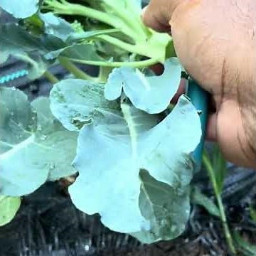 How I Grow Massive Broccoli Heads (Organic & Easy)