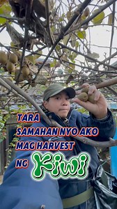 Tara samahan nyo ako mag harvest ng KIWI #kiwi #kiwifruit #fruits #harvest #japan #japanfruits #japanofw #japanlife #fyp #foryouシ #contentcreator #ChallengeChallenge #highlightseveryonefollowers2024 #highlights @highlight #goodvibes #foryourpage | Piolong Pagod トニー
