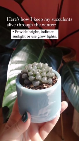 How to keep succulents alive and thriving indoors