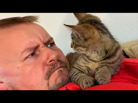 Funny Cat and Their Human will make you EXPLODE LAUGHING - Cute Cat Show Love