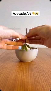 22K views · 14K reactions | Easy avocado art tutorial ‍Share with your friends and follow me If you found this helpful. #gardeningwithkids #gardeningmakesmehappy #gardeningproblems #organicgardening #gardeninggoals #gardeningday #gardeninglove #gardeningknowhow #gardeningtherapy #gardening #garden #gardeningfun #gardeningtips #gardeningideas #gardenizi | Gardenizi | Facebook