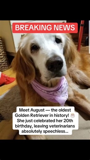 Meet August — or Augie, as her family lovingly calls her — the Golden Retriever who’s rewriting history! 🎉🐾 At 20 years old, she’s officially the oldest living Golden Retriever ever recorded. 🥹💛 Most Goldens live 10–12 years… but Augie has doubled that, thanks to a lifetime of love — and something her family swears by. 💬 “We’ve always cared for her deeply, but IronPaws changed everything,” her owner said. IronPaws is an all-in-one multivitamin designed to keep dogs strong, energetic, and he