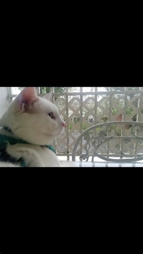 🌧Rain of Huracaine "Melissa" solidarity with Jamaica.⚘️ Here from Puerto Rico in the north with the atlantic Ocean and in the south with the carribean sea🌊 ⭐️National day cat🐱 #cat #baby #rain #pet #cute #daycat | COCO