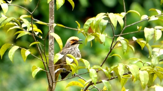 Straw-headed bulbul calling (Pycnonotus zeylanicus) . It is found from the Malay Peninsula to Borneo. Its natural habitats are subtropical or tropical moist lowland forest, subtropical or tropical mangrove forest, subtropical or tropical moist shrubland, arable land, plantations, and rural gardens. | BIRDS & Nature