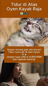Kucing Mujaer Tidur di Atas Oyen 😹 Pose-nya Bikin Ngakak! 💤🤣 #short #trending #viral #fyp #cat