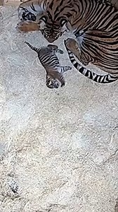 Incredible tiger birth caught on camera 🎥: SWNS | Incredible Tails