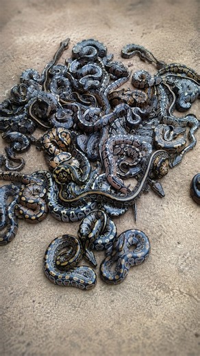 How BALL PYTHONS Took Over America 🐍