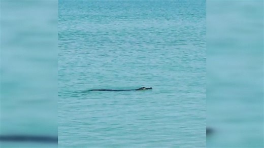 Alligator goes for a swim at Florida beach