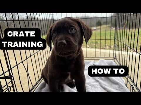 Watch These 6 Week Old Puppies Learn Crate Training at Night - Labrador Retrievers
