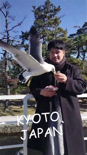 Seagull Feeding Adventure in Kyoto Japan | Ine Bay Sightseeing Boat Experience