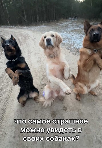 Adorable Golden Retriever Working Dog Moments