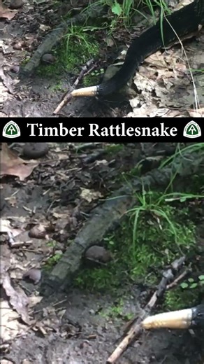 Rattlesnake on the AT in CT