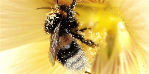 Bees can process time, study says