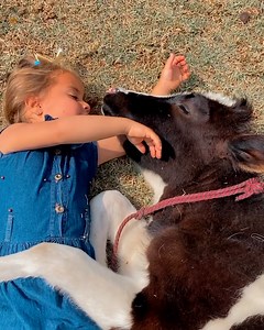 241K views · 3.9K reactions | What a lucky cow 殺 | Furry Tails | Facebook