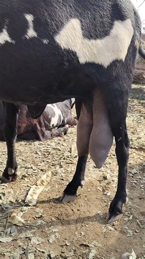 Best Milking Goats for Beginners | Tips on Raising Goats for Milk #milking