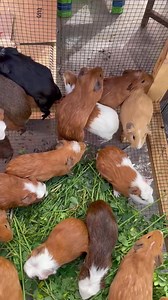 Quite apart from the ancient ruins, there are many unique reasons to visit Peru... the roadside guinea pig cuisine is just one of them: https://bit.ly/3Lt0SuM | The Australian