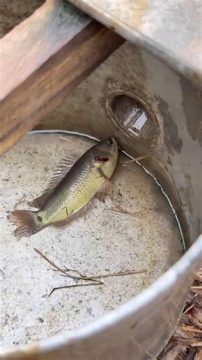 Catching tons of climbing perch on land after a heavy rain #fish #pet #aquarium #animal #fishing