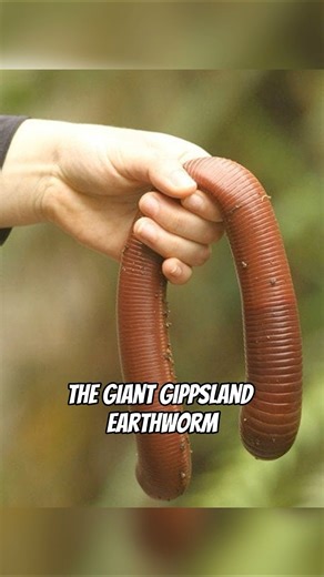 5 Aussie creatures that’ll make you say ‘NOPE’