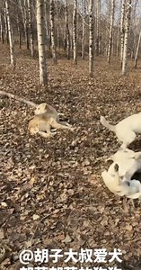 King charles's big son Enzo is running around happily in front of charles | King Charles dog