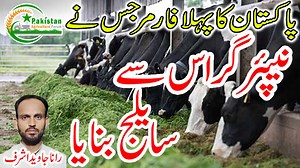 پہلا فارمر جس نے پاکستان میں نیپئر گراس سے سایلج بنایا | Pakistan Agriculture Forum
