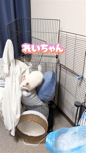 【‎🩷チンチラの日常🐭‎‎🩷‪🍀︎】#チンチラ #chinchilla #もふもふ #小動物 #bunny