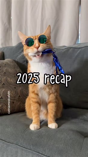 Calvin on Instagram: "Proof we survived another year A year full of highlights, behind-the-scenes moments, and at least one situation that briefly made the emergency room feel like a strong possibility. Thank you for being here, supporting us, and treating Calvin like the main character he believes he is. We’re so grateful for this little community and all the laughs you bring into our days. Here’s to more adventures, more treats, and whatever the next year may bring ✨🥳 #catsofinstagram #catsof