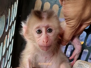 84K views · 4.6K reactions | Give food to poor abandoned baby monkeys | ELA Monkey | Facebook