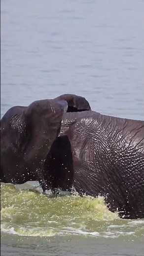 Elephant Taking a Bath