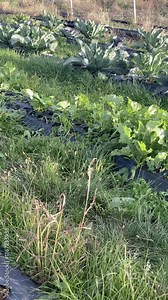 Organically grown turnip and savoy cabbage flourishing in a sunny autumn vegetable garden, thriving under the benefits of weed control fabric spread across the ground Stock Video