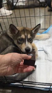SHE HAS BEEN ADOPTED! 🎉😍 The beautiful Aspen wants you to know that, as the last remaining Husky puppy in her litter, it is high time she have a family to call her own. We couldn't agree more! 🙏 Apply Here: Www.danteshope.com | Dante's Hope - Animal Rescue