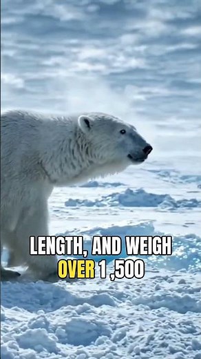 Polar bears are documented to actively stalk humans as prey across the Arctic.
