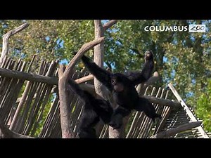 Why do Gibbons Sing? — Columbus Zoo Qs