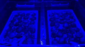 Understanding Hormones of Native Oysters | Marine Science | Fish Focus