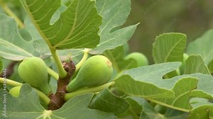 View of the branches of a fig tree with fruit and blurred background. Ficus carica.