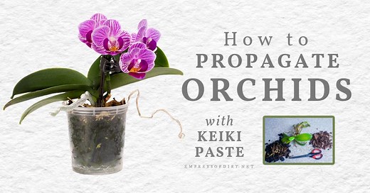 How to Propagate Orchids at Home