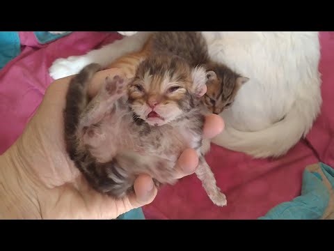 Rescue Newborn Kittens Are Too Small To Fight With Older Kittens For Mother Feeding