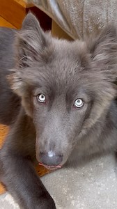 250K views · 17K reactions | Happy Howling Friday love River  My Blue Wolf #bluewolf #bluewolfdog #wolfdog #wolfhowl #wolfhowling #blueeyes #cutepuppy | Anneka Svenska | Facebook