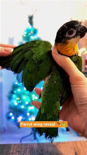 What’s under Coco’s wing? 🦜✨