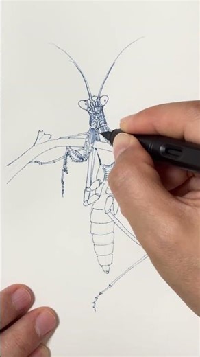 Pen and ink drawing of a mantis 🦗 #dailyart #drawing #artstyle #sketch