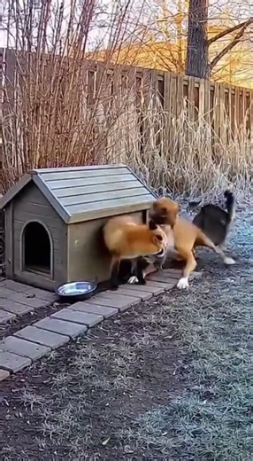 Security Footage: Mother Cat and Dog Strikes Unbelievable Bond #pets #animals #friendship