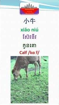 How to say Calf in Chinese language #shorts
