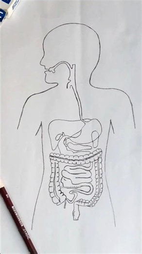 Easy way to draw Human Digestive System | Step by Step #digestivesystem#human#science#draw#shorts