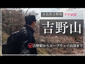 【吉野山/4K】近鉄吉野駅からロープウェイ（ケーブル）山頂・黒門までを紹介。七曲がり坂から下千本まで桜満開の迫力に感動