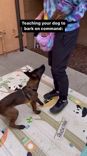 Here’s a quick tutorial on how to get your dog to bark on command - Follow @malinois_corner and join our community 💥 - Video by @piranha.peach 🐾 #malinois #malinoislovers #malinoisofinstagram #belgianmalinois #germanshepherd #k9 #belgianmalinois #malinoisofinstagram #belgianshepherd #maligator #dog #dogs #puppy #dogstagram #instadog #shepherd #chien #gsd #pet #hund #labrador #teckel #hound #puppies #jackrussell #pitbull #rottweiler #retriever #boxer . . | Malinois Corner
