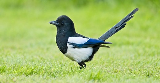Magpie vs Crow: What Are The Differences?