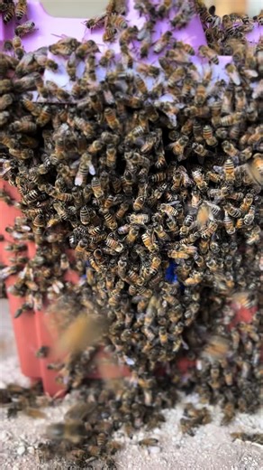 Almost time to install new Nucs! #bee #fyp #beekeeper #beekeeping