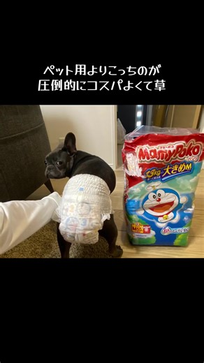 うんちバリバリ - Unching Brothers Bandを使っているフレブル🐖すちゃん🩶 (@s_t_l_111_54)の動画
